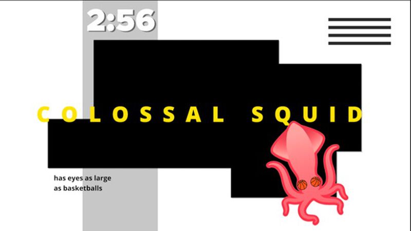 Five-Minute Animal Fun Fact Countdown